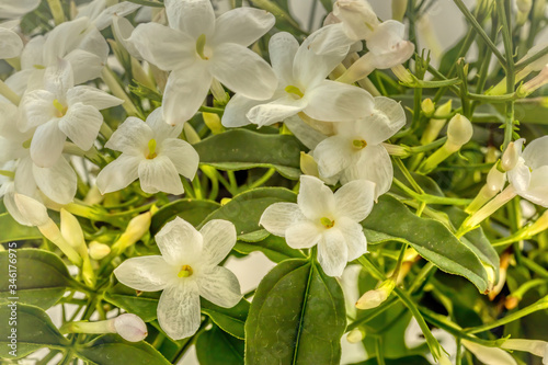 Jasmin flowers in a winter garden, taken as an HDR. © ms_pics_and_more
