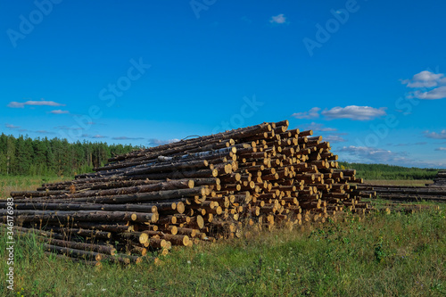 Stacked felled wood logs. Forestry logging. Deforestation.