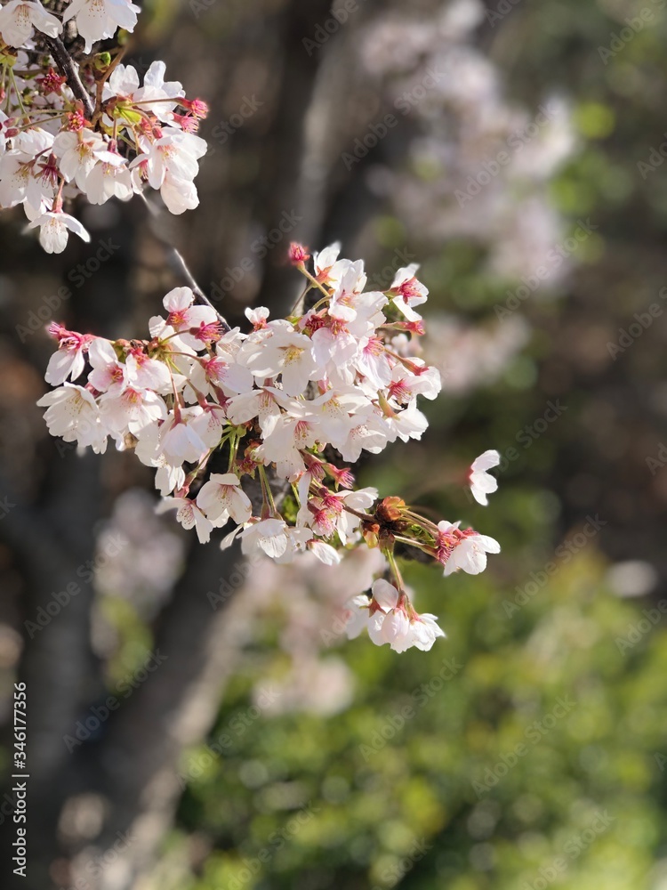 Obraz premium pink cherry blossom