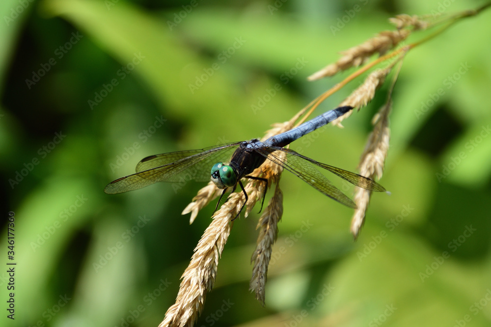 Dragonfly Dragonfly