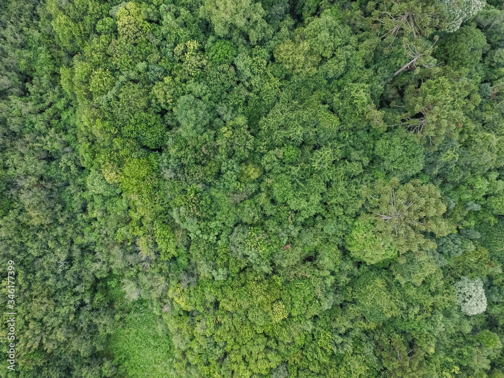 Top view of tropical forest with green trees in southern Brazil