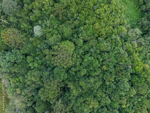 Top view of tropical forest with green trees in southern Brazil © Xico Putini
