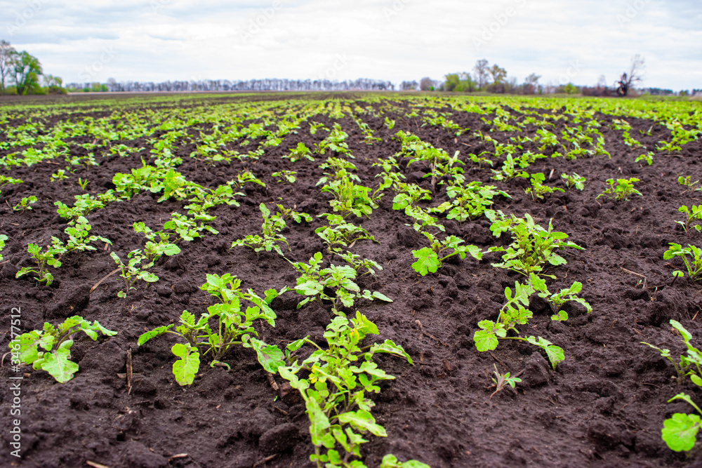 Young spring green shoots growing on the field in fertile black soil. Landscape with agricultural plantation land.