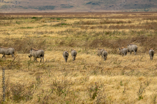 タンザニア・ンゴロンゴロで見かけたイボイノシシの群れ