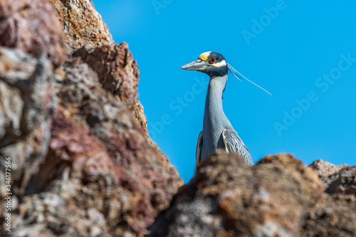 Carta da parati Adult Yellow-crowned Adult Night-Heron in Baja California, Mexico