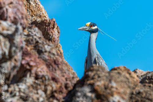 Adult Yellow-crowned Adult Night-Heron in Baja California  Mexico.