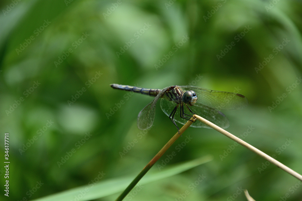 Fototapeta premium Dragonfly