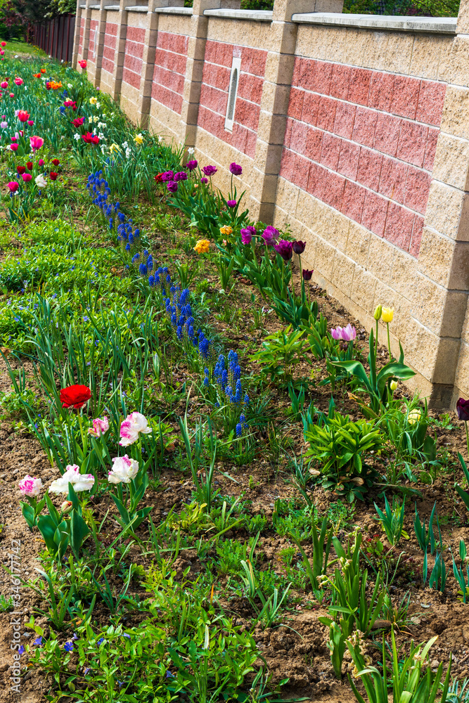 Colorful garden border, flower bed ,  concrete fence