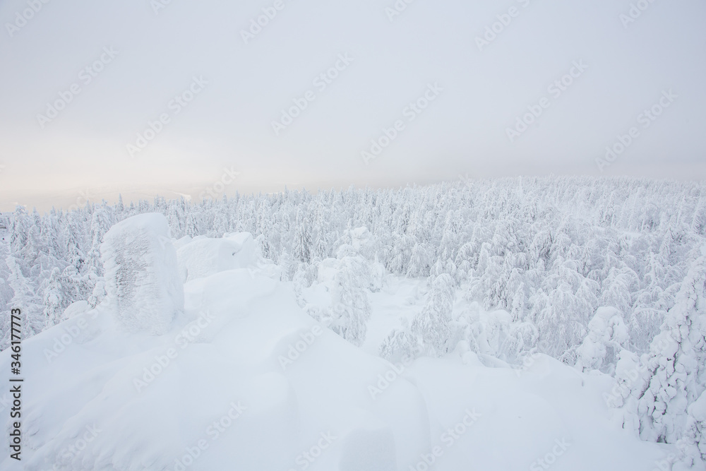 Snow white covered trees in winter landscape