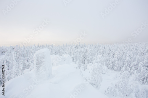 Snow white covered trees in winter landscape