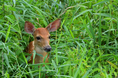 fawn in the grass