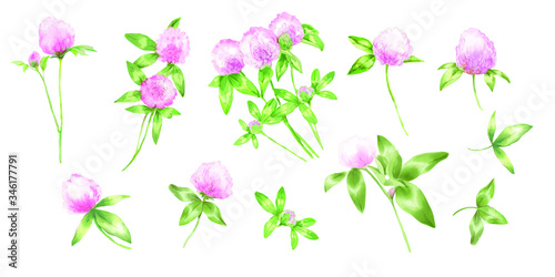 Wallpaper Mural Watercolor vector set of clover flowers and leafs.
 Torontodigital.ca