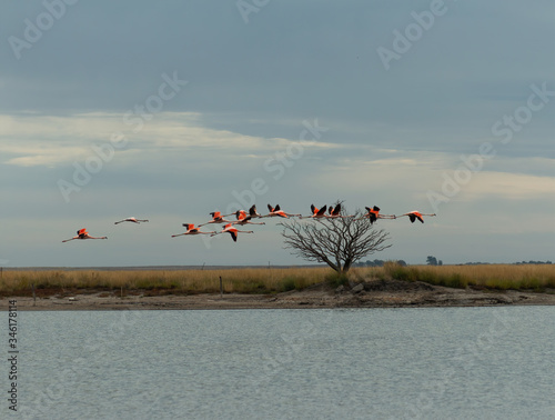 flamingos flying over the epecuen lake, carhue, Buenos Aires province, Argentina. photo