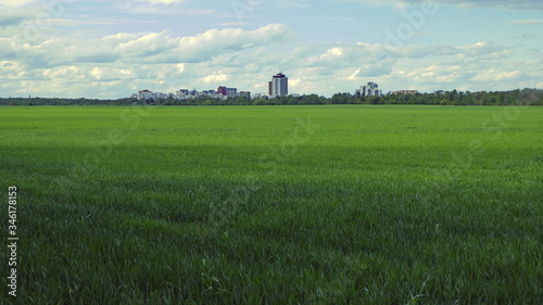 Grünes Getreidefeld südlich von Berlin-Marienfelde