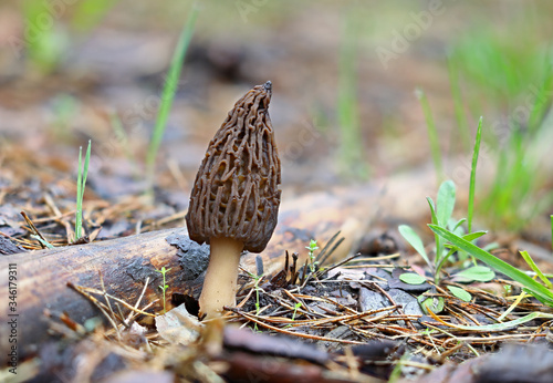 Lonely Morel mushroom