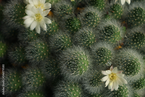Cactus. Cactus flowers. Little cacti with flowers
