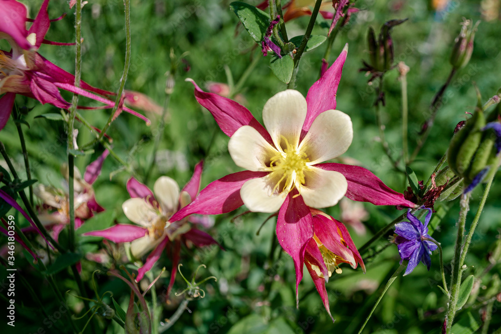 Floral concept of closeup pink Aquilegia hybrida on a green leaves in garden. View to blooming flower in Summertime with copyspace. Selective focus and minimal composition of Winky Red and White Floral concept of closeup pink Aquilegia hybrida on a green leaves in garden. View to blooming flower in Summertime with copyspace. Selective focus and minimal composition of Winky Red and White