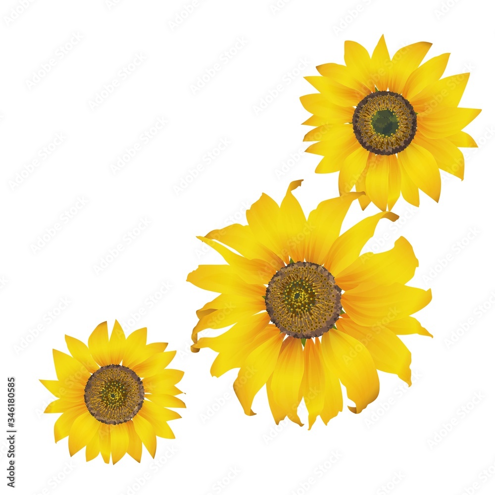 Fototapeta premium 三輪のひまわり