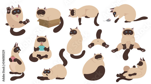 Cartoon cat characters collection. Different cat`s poses, yoga and emotions set. Flat color simple style design. Siamese colorpoint cats