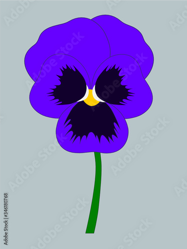 Pansy flower isolated. Flat design. Botanical illustration.