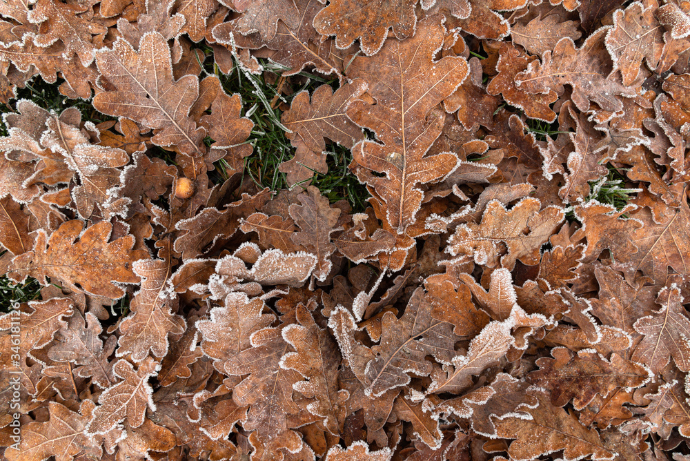 Winter Fallen Red Oak Leaves In Hoarfrost And One Acorn Lie On The Green Grass, Natural Pattern. Autumn Leaves On The Ground.Autumn Leaves Background