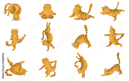 Cats yoga. Different yoga poses and exercises. Striped and tabby cat colors