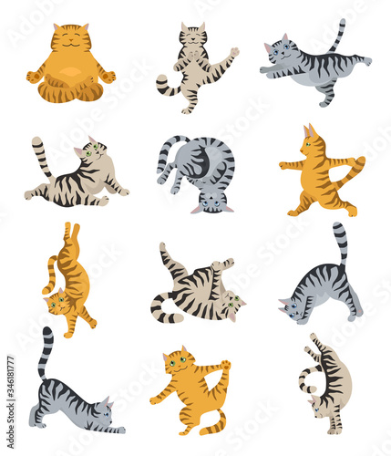 Cats yoga. Different yoga poses and exercises. Striped and tabby cat colors