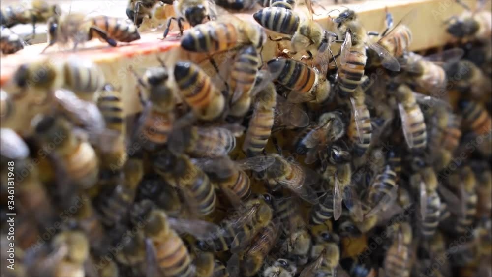 Honigbienen arbeiten auf dem Rahmen der Bienenwaben im Bienenstock Honigbienen arbeiten auf dem Rahmen der Bienenwaben im Bienenstock