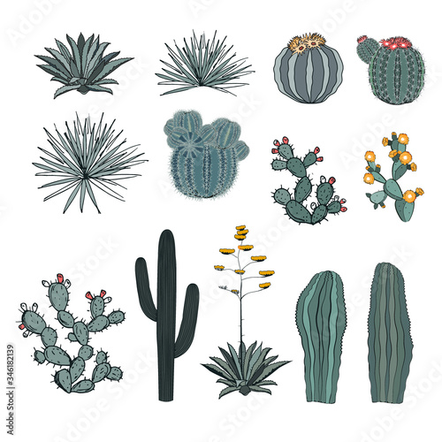 Set saguaro cactus, blooming cacti, prickly pear, agaves, and yucca. Vector collection isolated on white background.