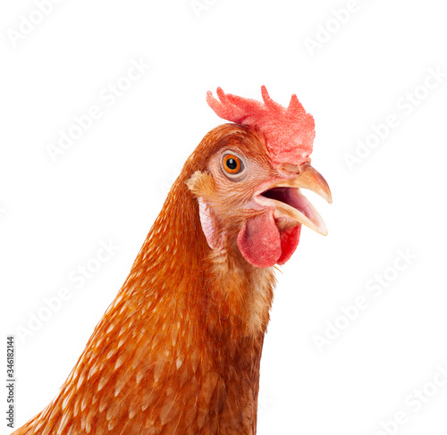 close up head of male chicken isolate white background