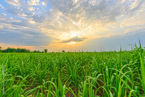 sugarcane field in sunset time
