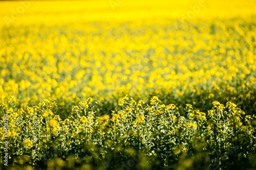 A crop of rapeseed plants in mid summer ready for harvest to make oil. © cornfield