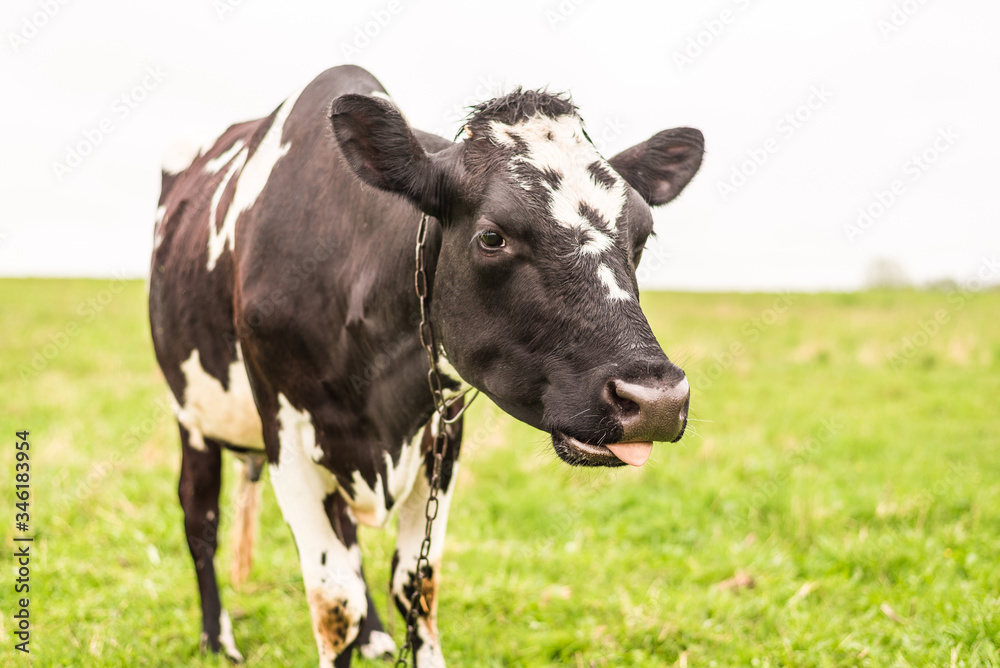 A dairy cow grazes in a meadow and eats green grass.
