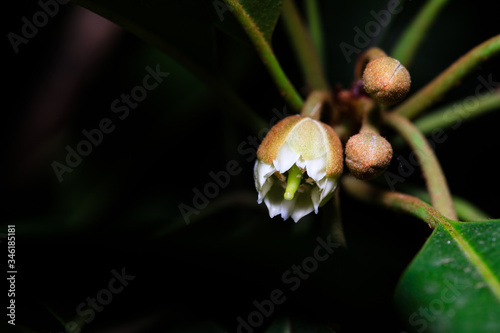 flower bloom on a chikoo tree