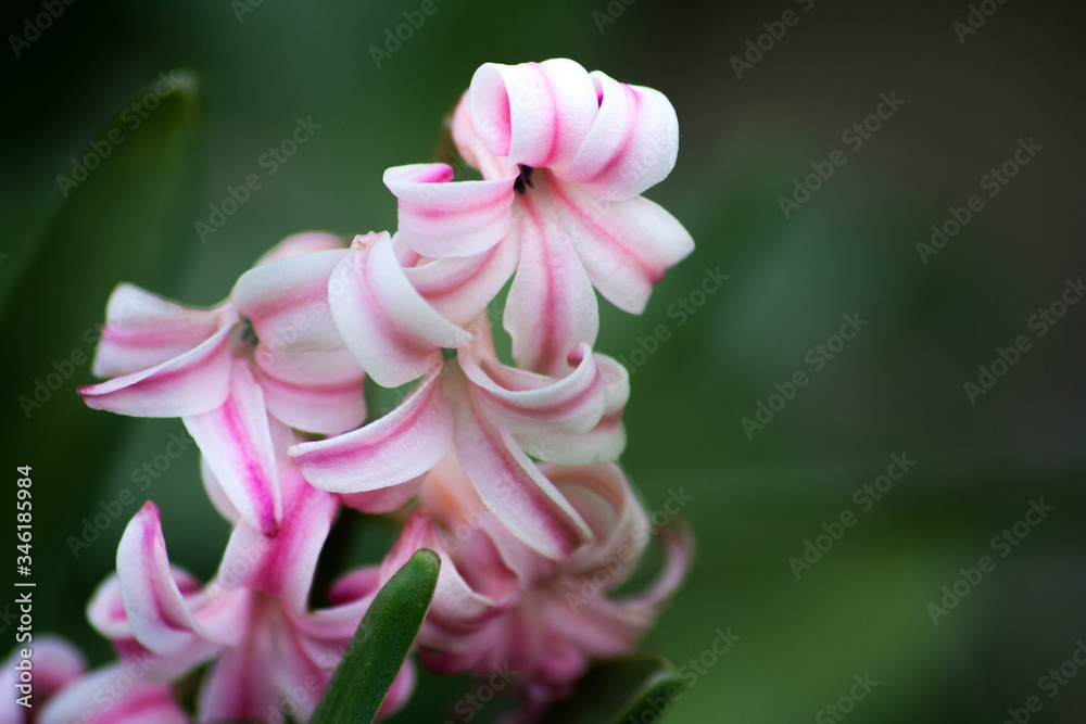 pink and white hyacinthus flower macro spring garden
