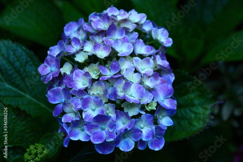 紫陽花