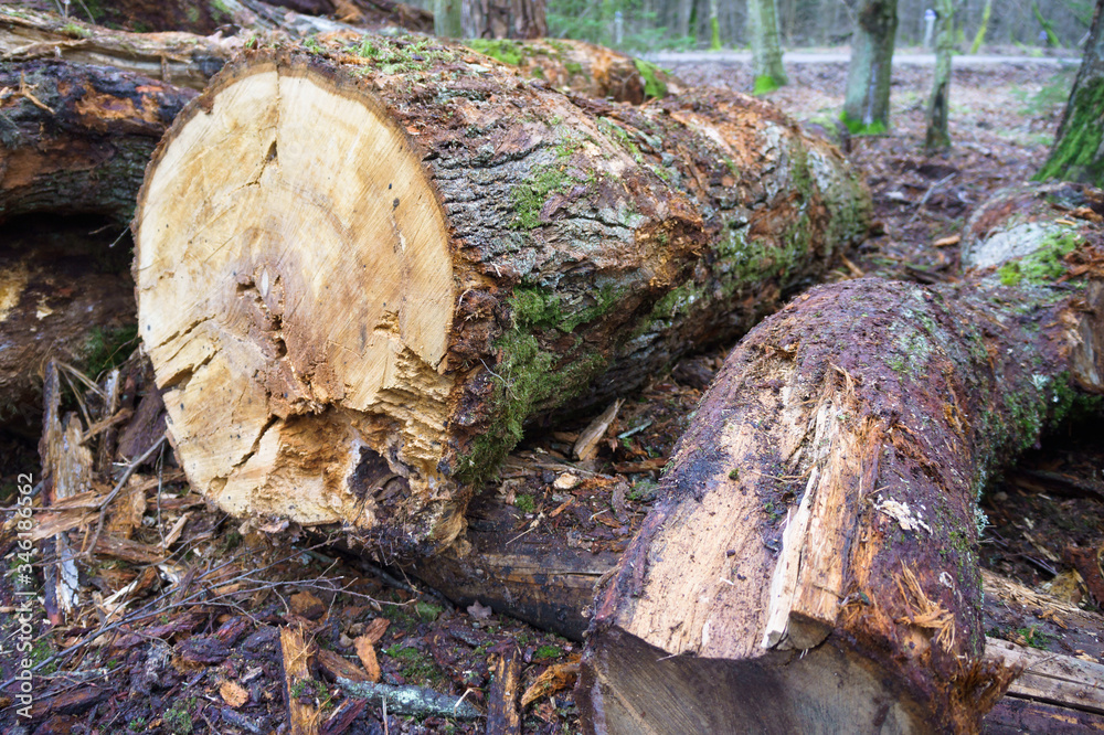 Cutting down trees. Logging. Trunks of felled trees. Deforestation. Cutting down trees. Logging. Trunks of felled trees. Deforestation.