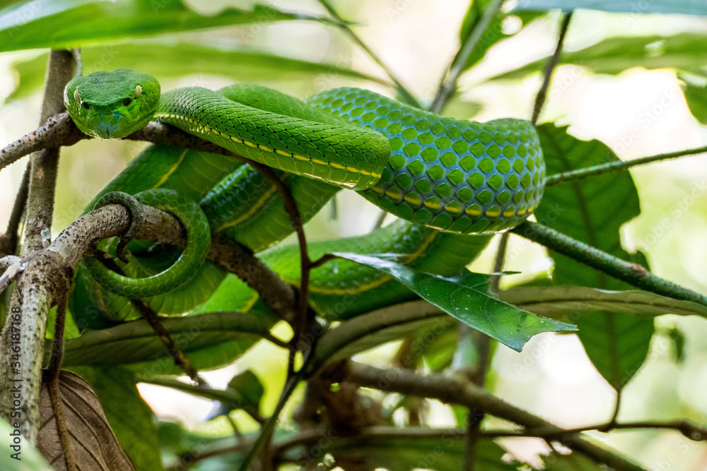 Naklejka premium Animals