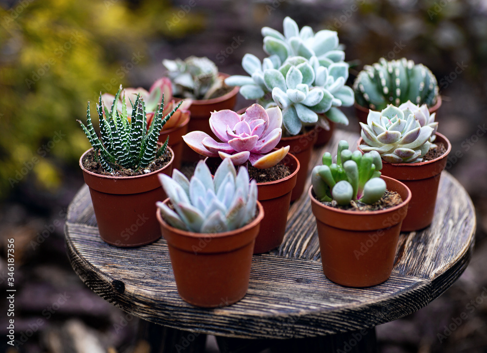 Succulents on the little wooden table in the garden