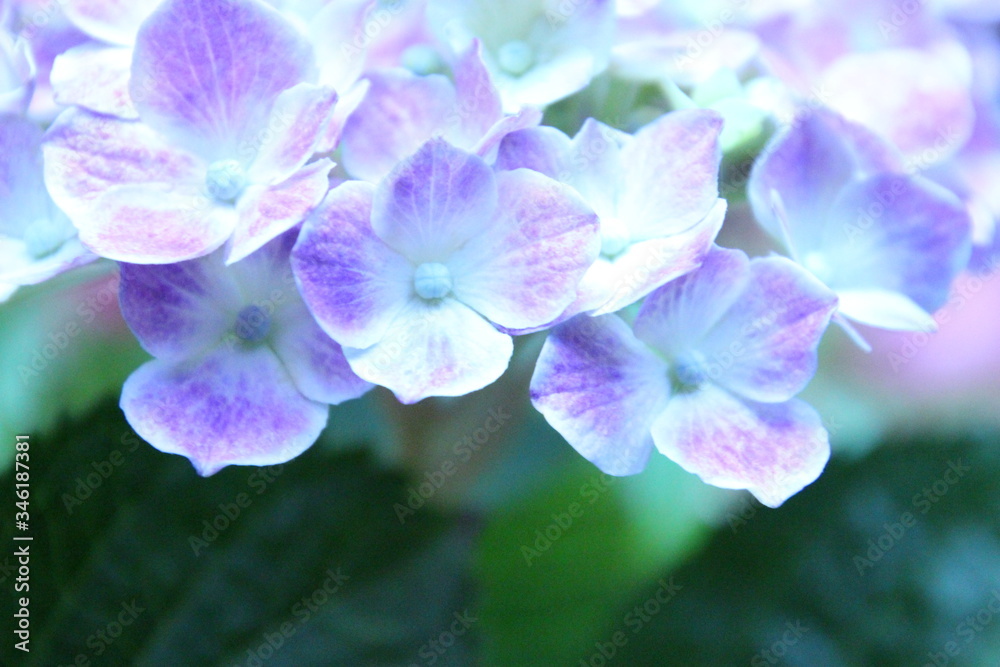 紫陽花 紫陽花