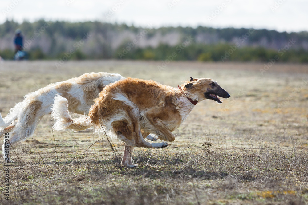 Coursing. The Race of Russkaya psovaya borzaya Coursing. The Race of Russkaya psovaya borzaya