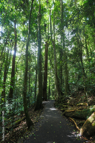 Walkway to Natural Bridge in Queensland Australia