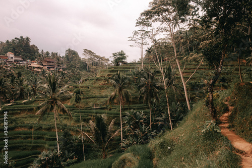 Rice terrace in Bali in Indonesia 