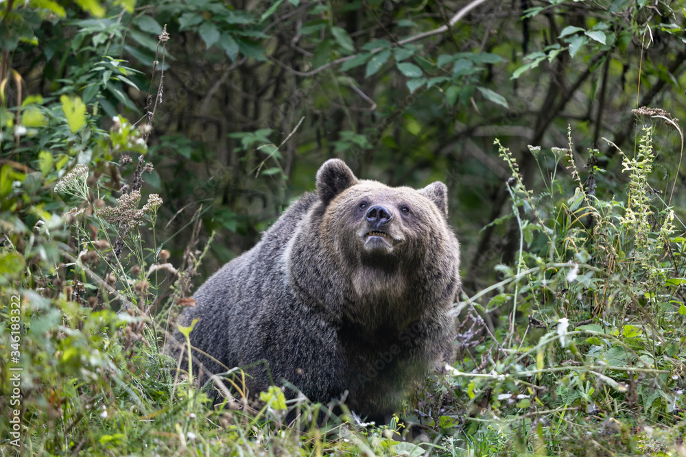 Fototapeta premium wild brown bear in dense forest looking through green foliage selective focus