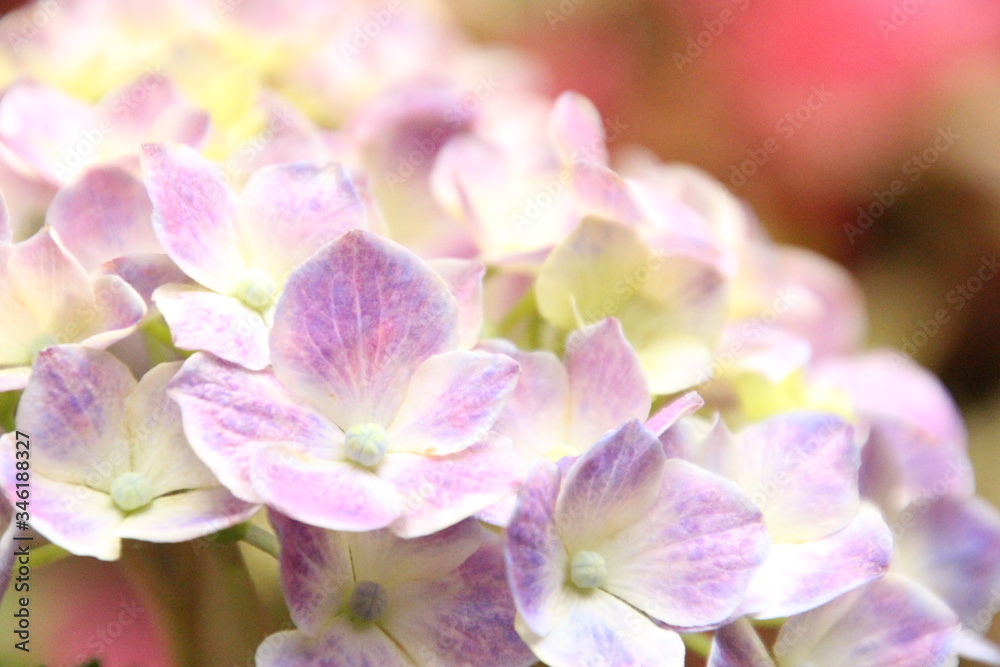 Obraz premium 紫陽花