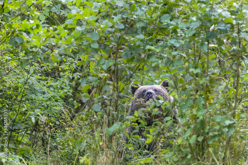 wild brown bear in dense forest looking through green foliage selective focus