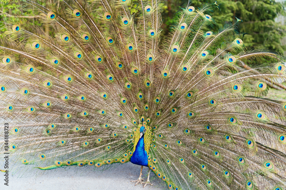 Obraz premium Peacock tail view. Peacock. Peacock tail colorful