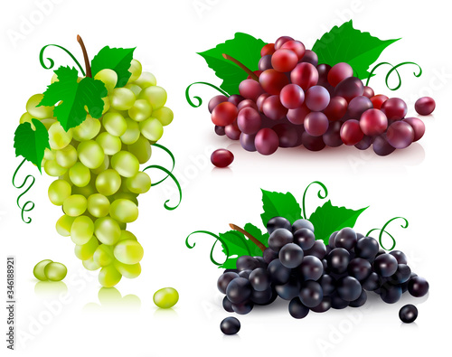 Vector illustration of a set of green grapes, black grapes and red grapes. 3d realistic vector red, black and green bunch of grapes isolated on white background.
