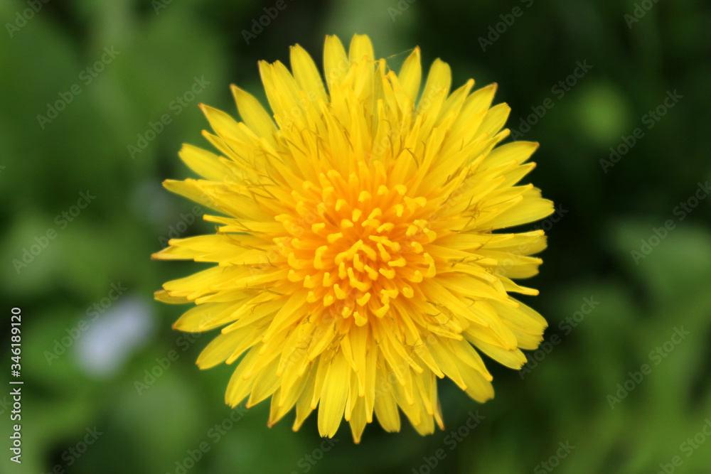 Closeup photo of isolated blooming dandelion Closeup photo of isolated blooming dandelion