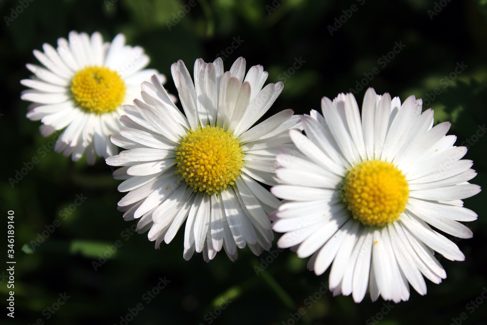 Three blooming daisy flowers Three blooming daisy flowers